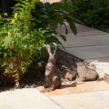 lovely rabbit sculpture bronze garden statues